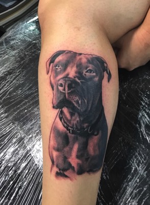  Pitbull Portrait tattoo by Brandon Notch 