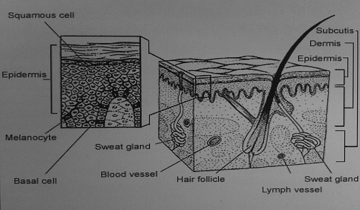 Detailed diagram of the skin layers